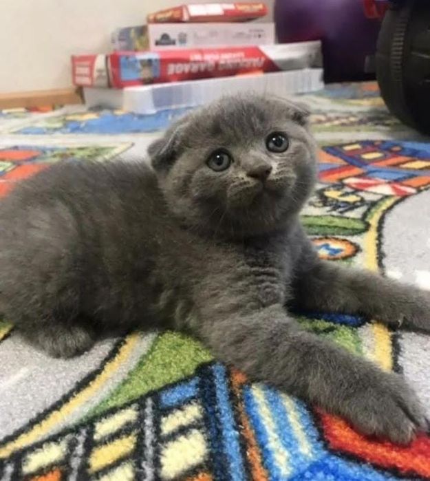 Прекрасныее Котятки