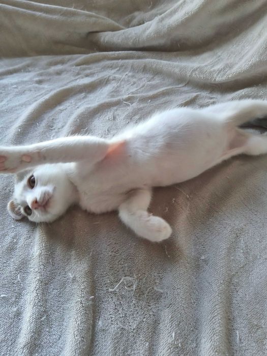 Домашно коте – момченце на 3 месеца търси дом