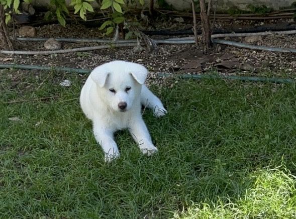 Akita Inu alb Galati