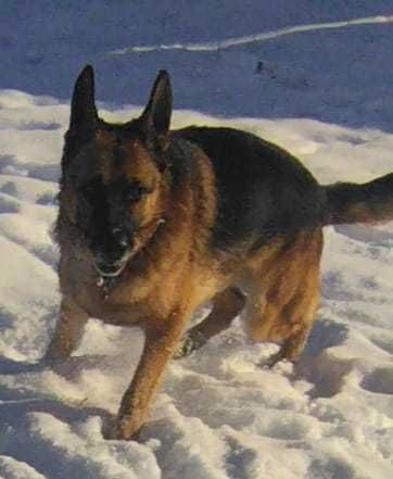 Немецкая овчарка