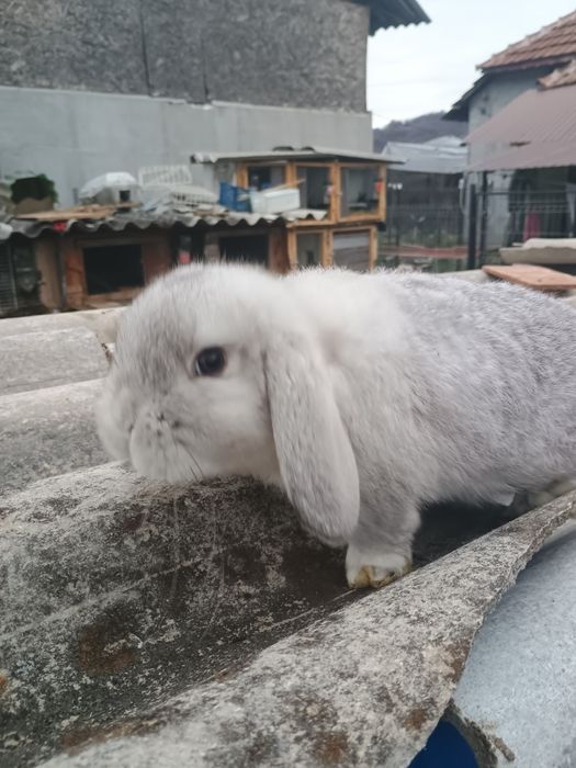 Oferta de Crăciun cap de leu cu ochii albaștrii și berbec pitic