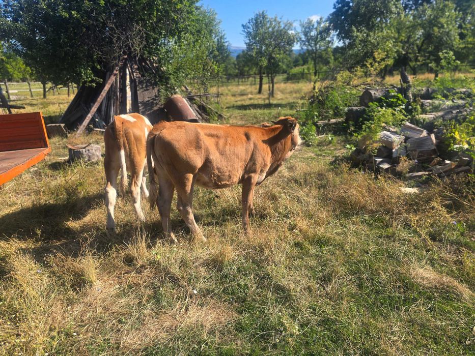 Vand vaci baltata românească