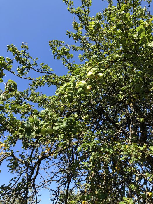 Teren intravilan de vânzare în localitatea Ceahlău 13.000 mp