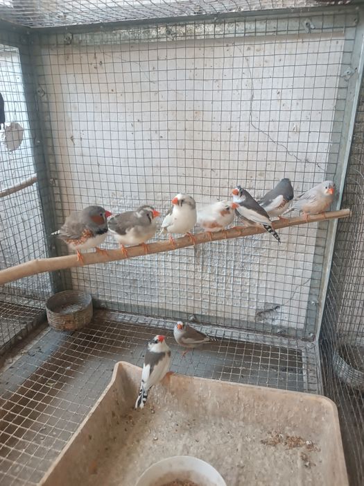 Продаются зебровые амадины