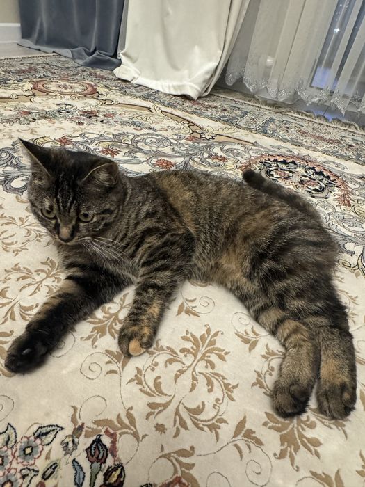 Кошка 10 месяцев