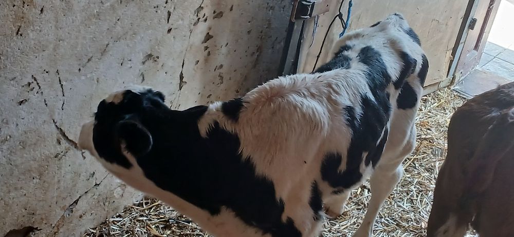 Vitei 1200 leiiii