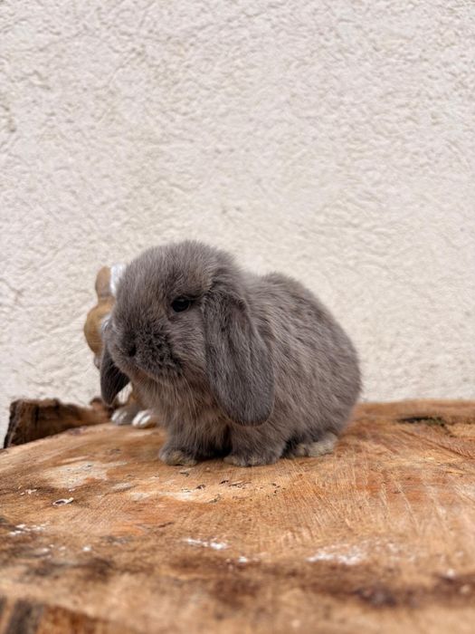 Iepuri pitici de companie mini lop/berbec pitic/holland lop