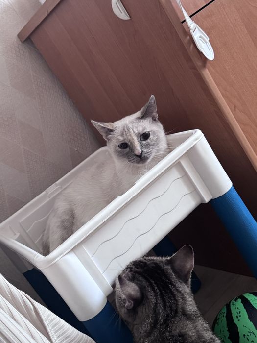 Отдам бесплатно