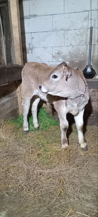 Vacă cu vitel de vînzare