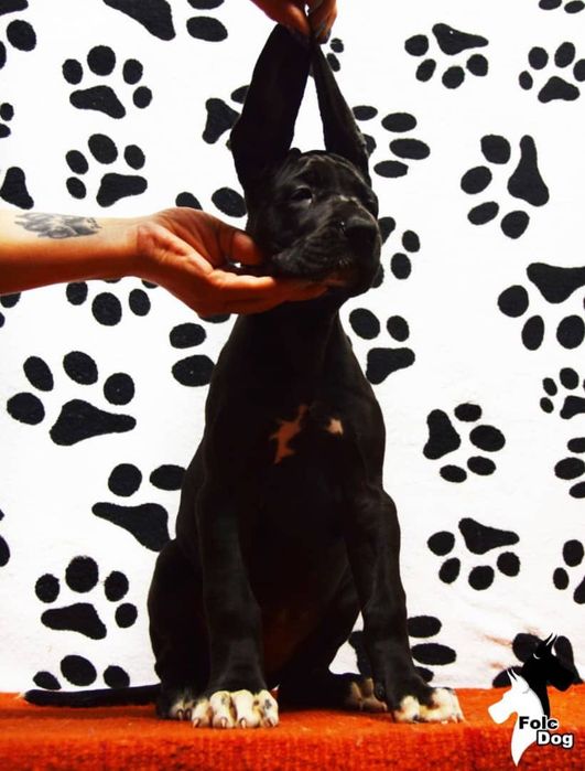 Щенки Немецкого Дога