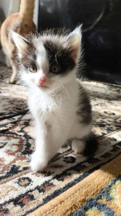 отдам котят в хорошие руки
