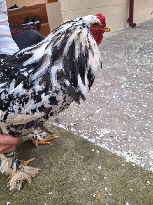 Мраморная брама петух