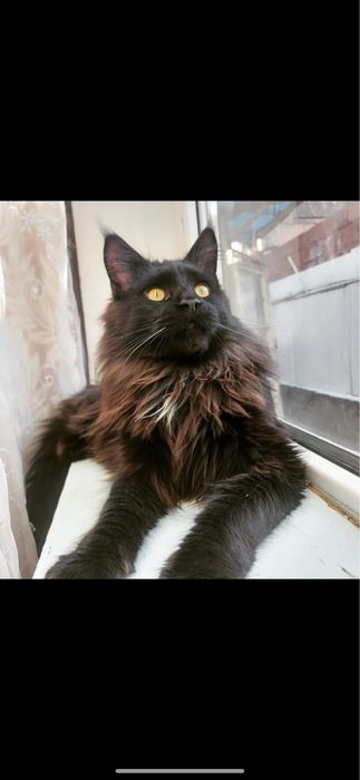 Кот Мейн-кун на вязку