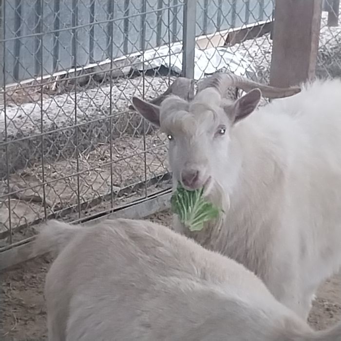 Срочно продам зааненская коза