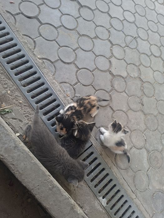 Кошки беспалатно