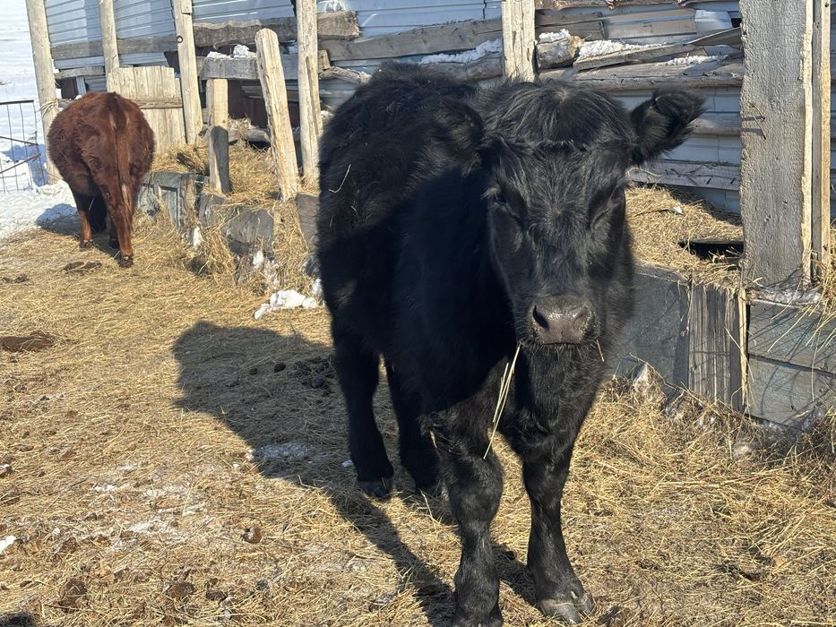 Ангус кашар сатылады