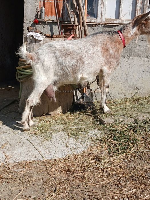 Vand capra tanara
