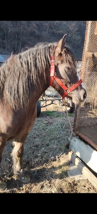 Vand sau schimb iapă