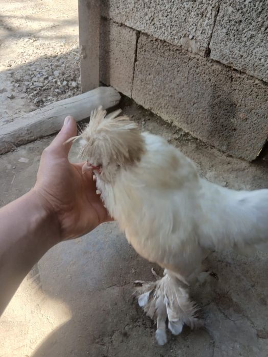 Петух молодой султанка