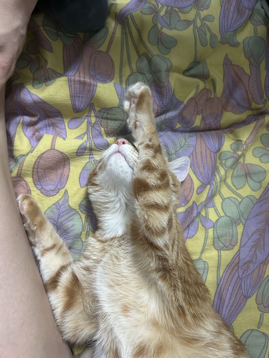 Отдам кота срочно