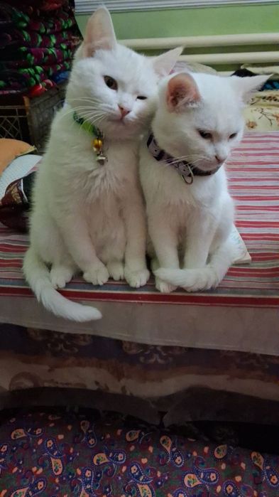 Белоснежные коты