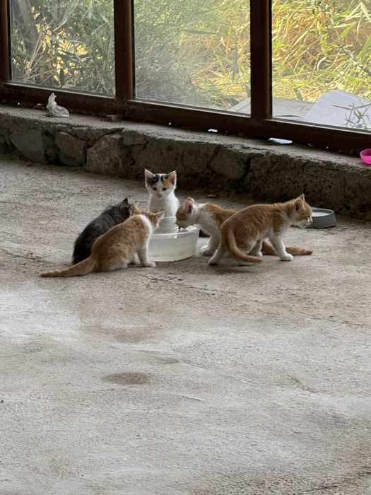 Котята 2,5 месяца бесплатно