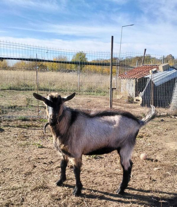 Vand ied pentru monta