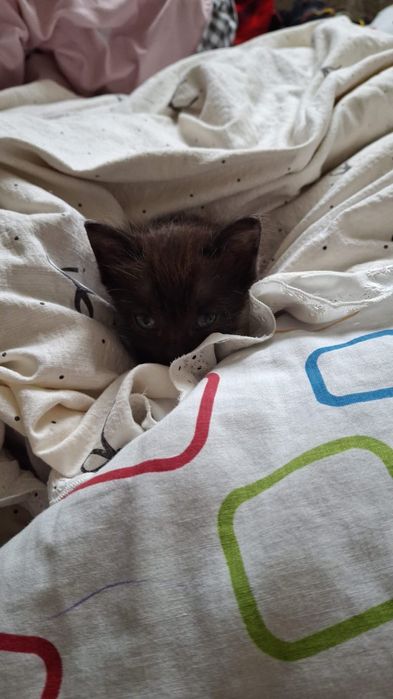 Отдам котёнка в хорошие руки