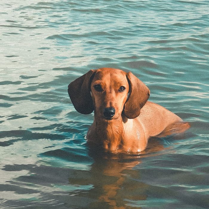 Кобель таксы на вязку!!!