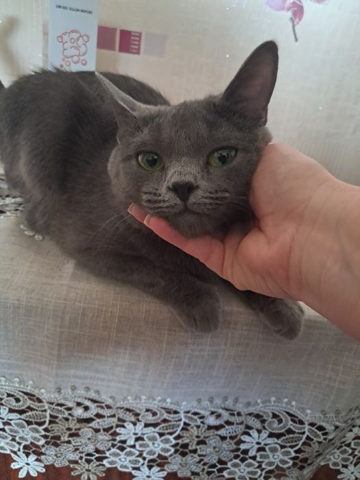 Отдам кошечку очень красивая город  Экибастуз