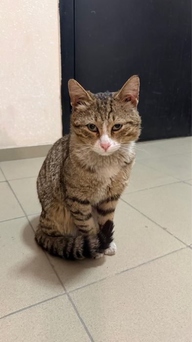 Отдадим кота в хорошие руки