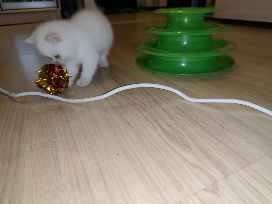 Британские котята