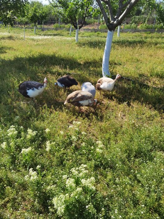 Ouă de bibilica de vânzare