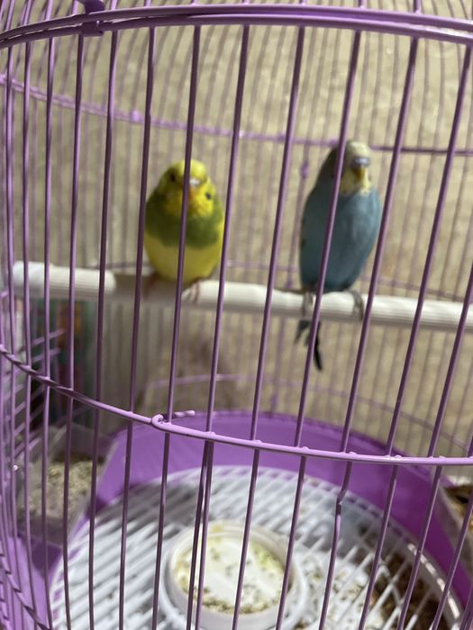 Отдам двух попугаев даром