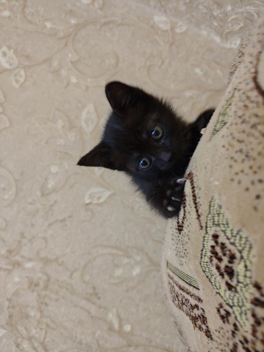 Отдам в добрые руки котенка