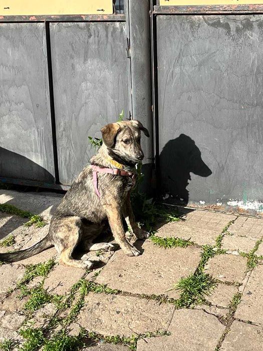 Подарявам младо женско кученце