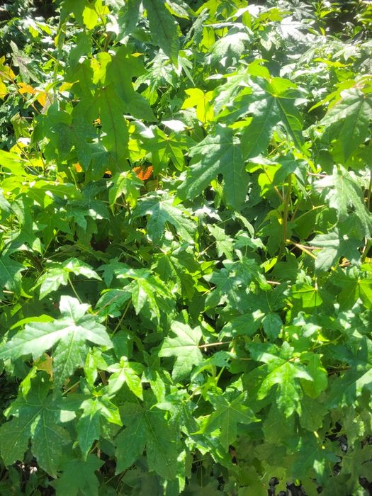Arborele de guma, luquidambar styraciflua