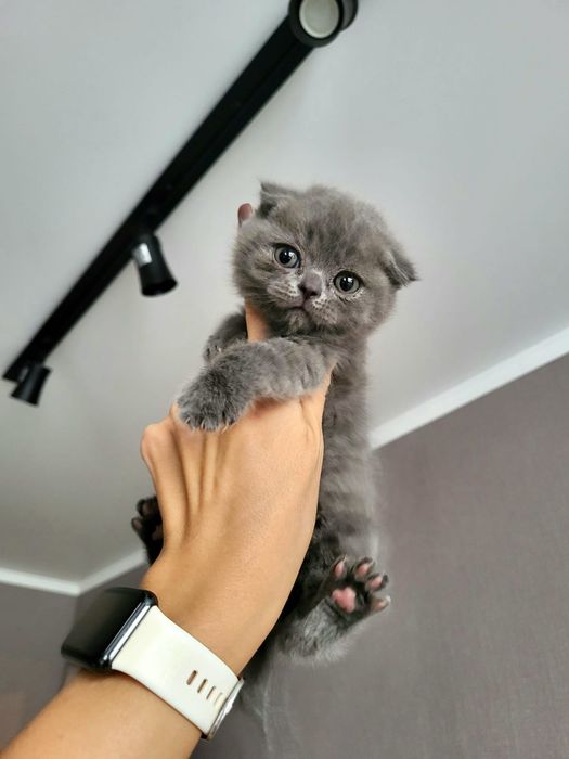 Шотландские Детки .