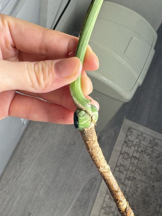 Монстера альба черенки