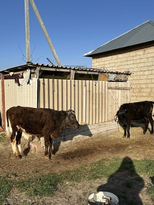 Бұзау сатылады Шымкент срочно