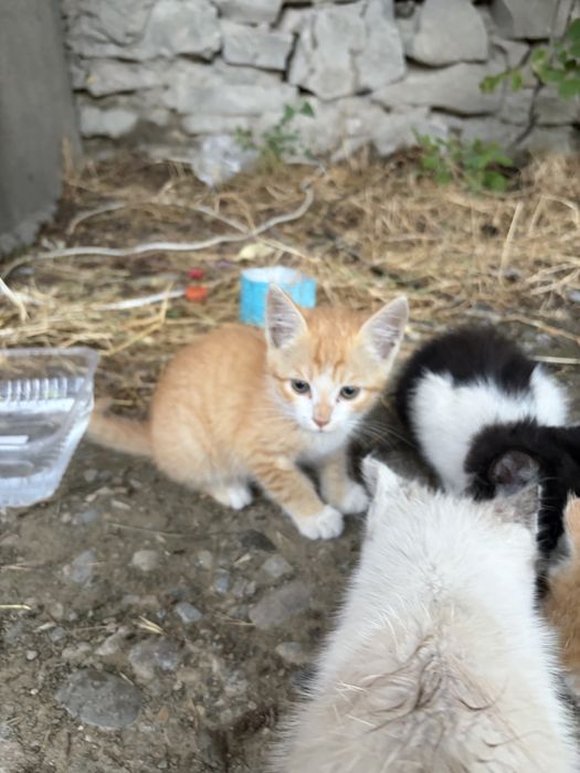 4 котят в добрые руки