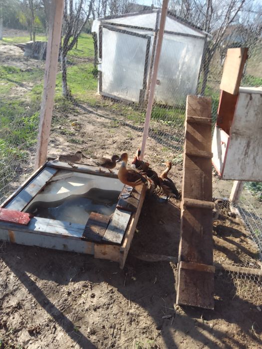 Vând rate ei gaste exotice