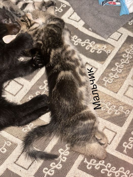 Отдам котят в добрые руки