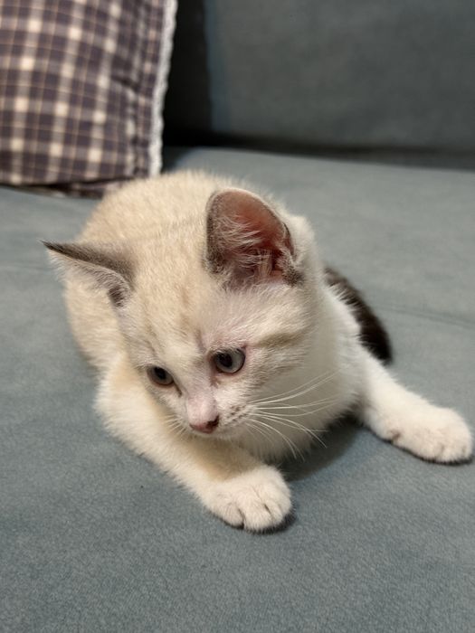 Мысық-котёнек, котёнек марғау