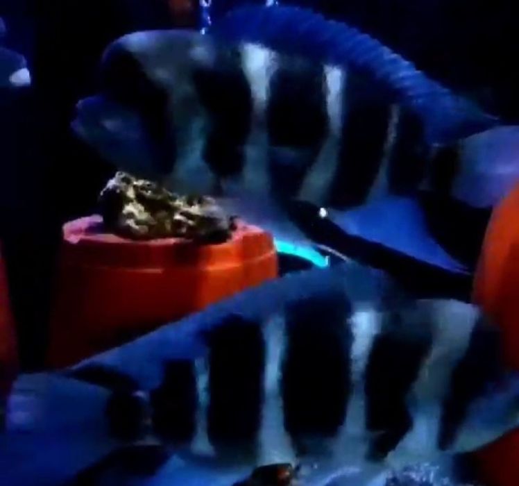 Продам мальков Cyphotilapia Frontoza Nort blue.