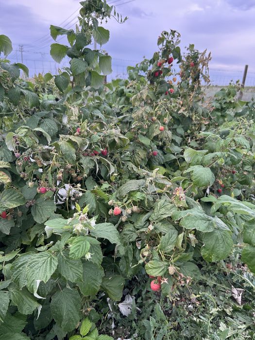 Саженцы малины сорт Мапема