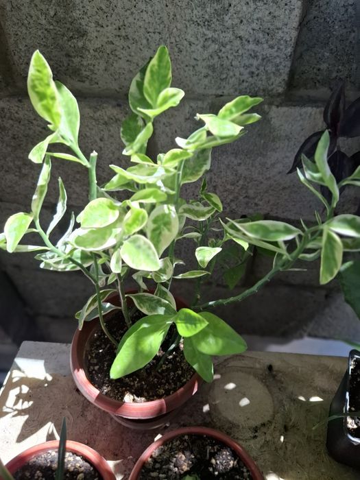 Продаю комнатный цветы