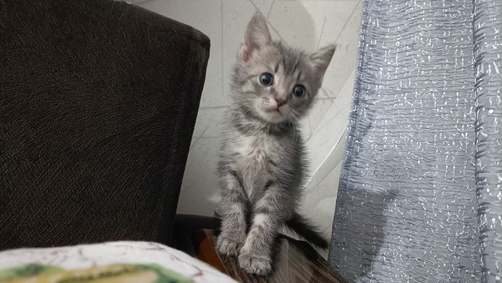 Отдам котенка мальчик в хорошие руки