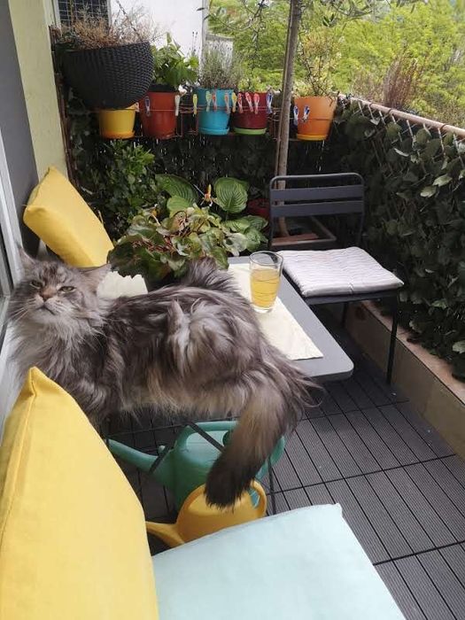 Коте порода Мейн Кун