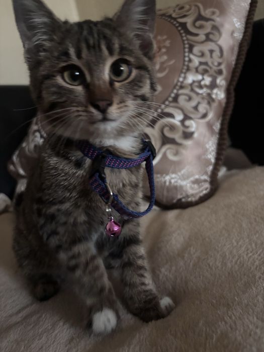 котенок в хорошие руки